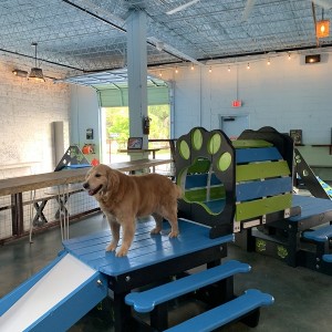 The First Dog Bar in Sarasota Offers Delights for Everyone