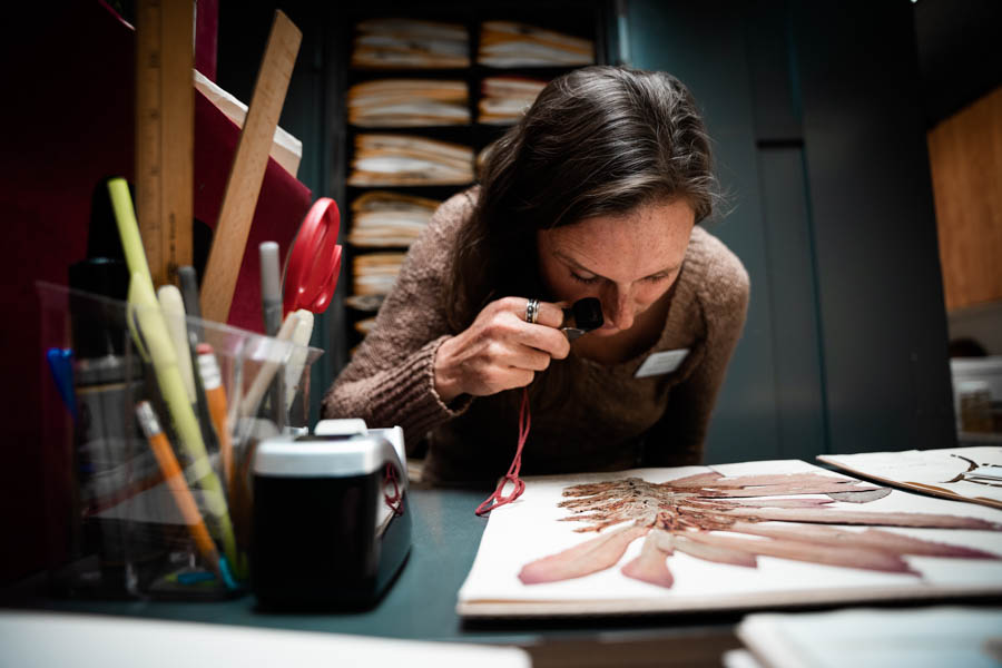 Curatorial Assistant Elizabeth Gandy examines a gesneriad specimen in the Selby Gardens Herbarium