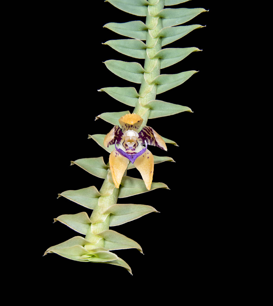 Dichaea muricatoides, photo by Wade Collier.